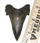 Superior Angustidens Tooth